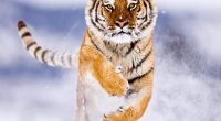 Amur Tiger in Snow481042657 200x110 - Amur Tiger in Snow - Tiger, Snow, Rainforest, Amur